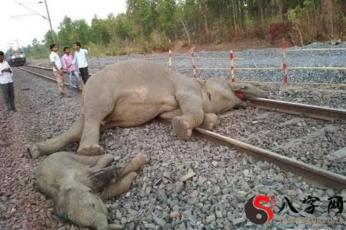 梦见狗被大象踩死