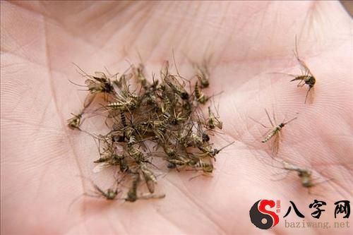 梦见打死很多蚊子