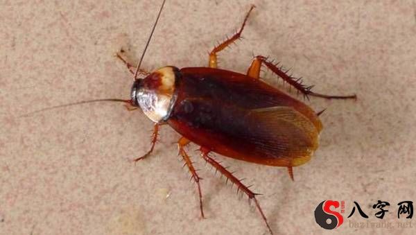 梦见蟑螂成群并消灭它们