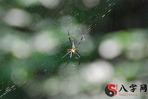 梦见蜘蛛落在身上