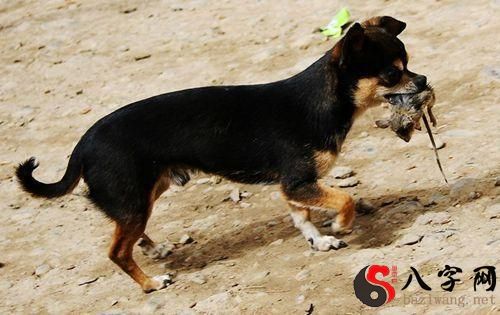 梦见老鼠被家里的狗咬