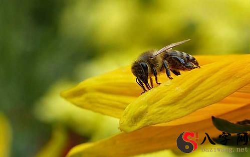 梦见蜜蜂窝和很多蜜蜂