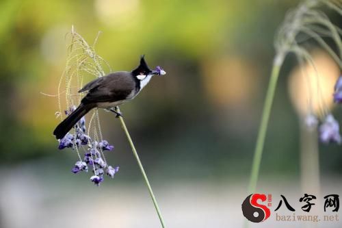 梦见漂亮的小鸟