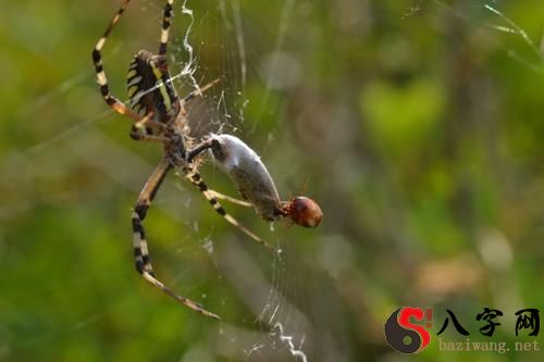 梦见蜘蛛爬到自己身上