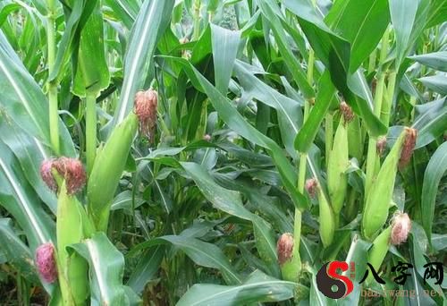 梦见在地里种玉米