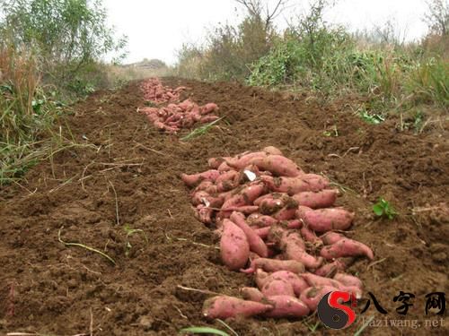 梦见地里好多红薯