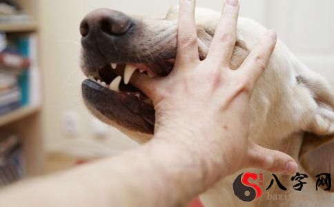 梦见被小狗咬到手